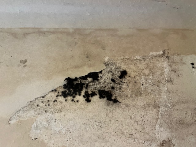 Close-up of Stachybotrys chartarum, commonly called black mold, showing its dark greenish-black colony texture