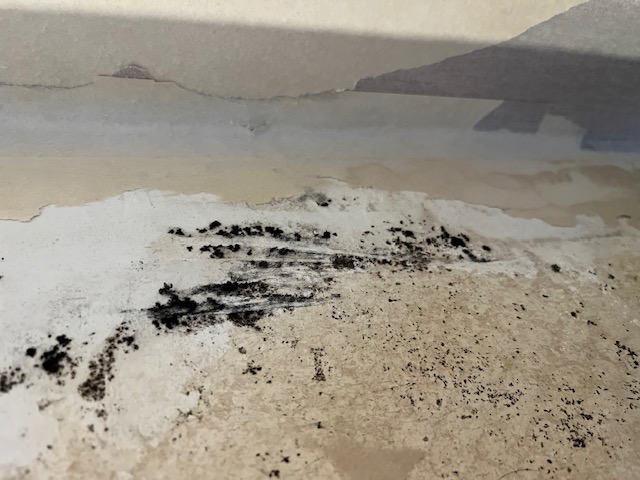 Stachybotrys chartarum colony growing in a lab dish, showing the dark, slightly slimy texture typical of black mold